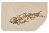 Detailed Fossil Fish (Knightia) - Wyoming #204479-1